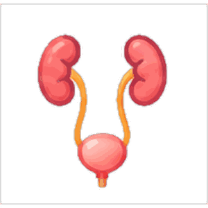 Urology & Uro Surgery